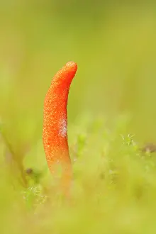 Killer: Caterpillar Fungus