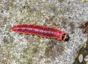Cossus: Caterpillar from goat moth (Cossus cossus), Bavaria