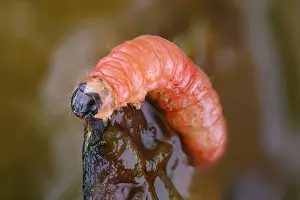 Larva: Caterpillar of the Grapholita funebrana (Grapholita
