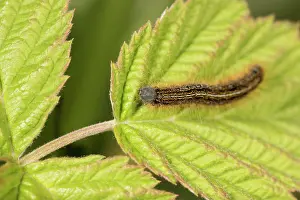 Isolated: Caterpillar of ground lackey (Malacosoma castrensis) walking on nurse plant