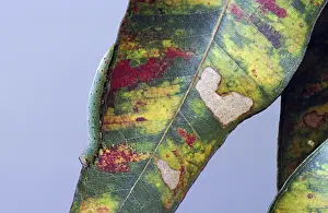 Larvae: Caterpillar on Gum Leaf
