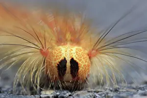 Dispar: Caterpillar of the gypsy moth Lymantria dispar)