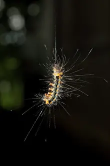 250521: Caterpillar hanging from silk thread showing prolegs