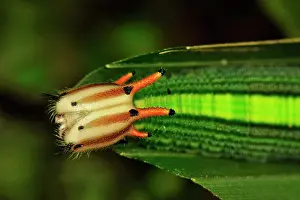 Mandibles: caterpillar, head, Saturinae, Nymphalid butterfly