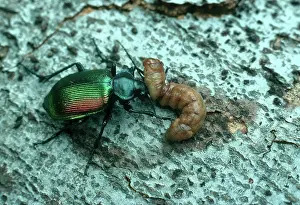Carabidae: Caterpillar Hunter Beetle eating caterpillar