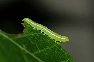 Klunkung: Caterpillar on leaf - Klungkung, Bali, Indonesia