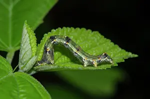 2301222: Caterpillar on leaf - West Bali National Park, near Menjanga