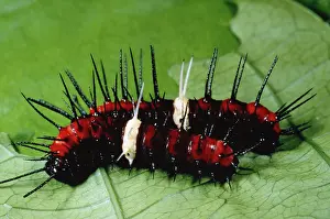 Malay: Caterpillar Malay Lacewing ButterflyLarvae stage