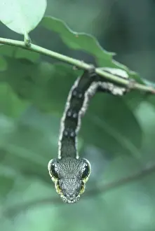 Mimicry: Caterpillar Mimicking Viper