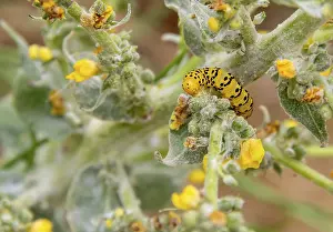 Larva: Caterpillar of a Mullein moth butterfly seen in Southern France