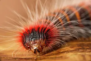 Skipper: Caterpillar of neotropical skipper butterfly (astraptes