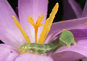 Noctuid: Caterpillar of Noctuid Moth - feeding on pollen