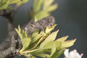 230517: Caterpillar of pale brindled beauty (Phigalia pilosaria)