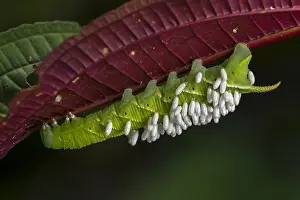 Parasites: caterpillar with parasites (Sphyingidae) Putumayo, Colombia