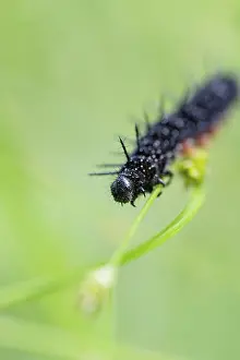 Peacock: Caterpillar of a peacock butterfly