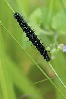Peacock: Caterpillar of a peacock butterfly