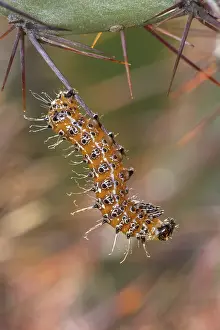 Opuntia: Caterpillar, on prickly pear, Opuntia spp. Sonorn desert, A