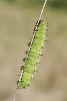 Saturnia: Caterpillar of small emperor moth (Saturnia Pavoniella)