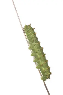 Saturnia: Caterpillar of small emperor moth (Saturnia Pavoniella)