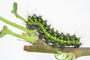 Peacock: Caterpillar of the small night peacock (Saturnia