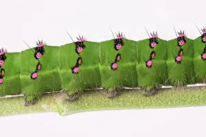 Peacock: Caterpillar of the small night peacock (Saturnia