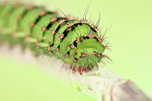 Peacock: Caterpillar of the small night peacock (Saturnia