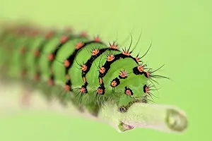 Peacock: Caterpillar of the small night peacock (Saturnia