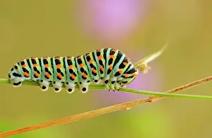 Machaon: Caterpillar of the Swallowtail (Papilio machaon)