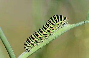 Fennel: Caterpillar of the Swallowtail (Papilio machaon)