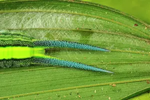 Pointed: caterpillar, tail, Saturinae, Nymphalid butterfly