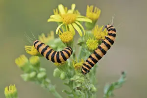 Caterpillars: Caterpillars from Cinnabar Moth (Tyria jacobaeae)