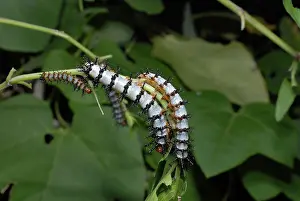 Larvae: Caterpillars of Crimson Patch Butterfly