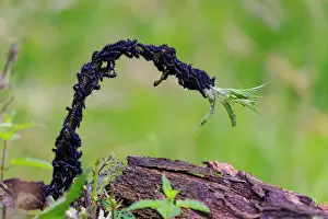 Peacock: Caterpillars european peacock (Aglais io), Germany, Europe