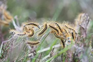 Caterpillars: Caterpillars from Lackey moth (Malacosoma neustria)