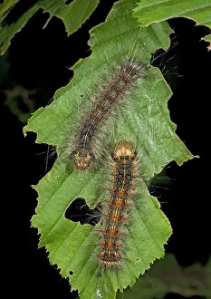 Hornbeam: Caterpillars of the nut-tree tussock moth, on hornbeam leaf