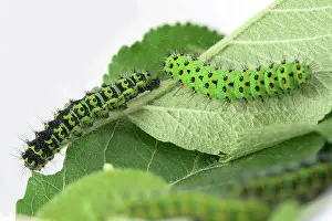 Peacock: Two caterpillars of the small night peacock (Saturnia