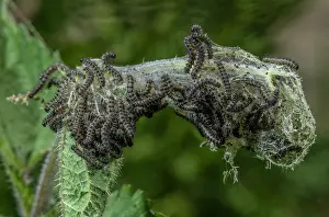 Stinging: Caterpillars of Small Tortoiseshell Butterfly, A