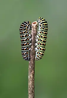 Opposite: Two caterpillars of the Swallowtail butterfly (Papilio
