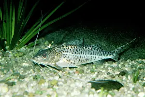 Catfishes: Catfish