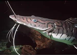 Barbel: CATFISH - close-up head showing barbels (feelers)