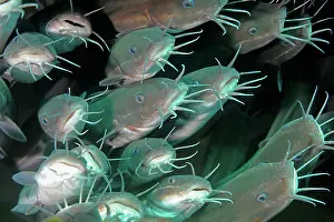 Secret: Catfish, Secret Bay Dive Site, Gilimanuk, Bali Island