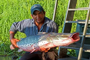 Catfishes: Catfish / Surubi