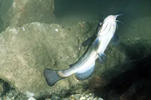Barbel: CATFISH - underside view showing barbels around
