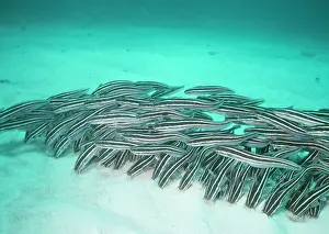 Catfishes: CATFISH - VENOMOUS