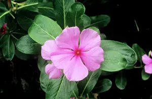 Vinca: CATHARANTHUS rosea - 'Madagascan PeriwinkleI