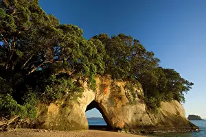 Clad: Cathedral Cove - tree-clad cliff with a natural