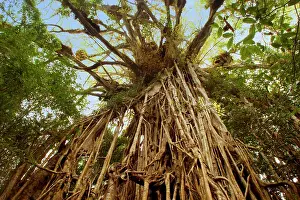 Figs: Cathedral Fig Tree - this is the most impressive