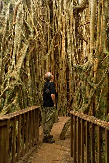 Figs: Cathedral Fig Tree - tourist stands on a boardwalk