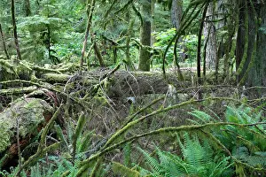 Princess: Cathedral Grove - Temperate rainforest on Princess