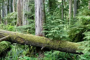Princess: Cathedral Grove - Temperate rainforest on Princess